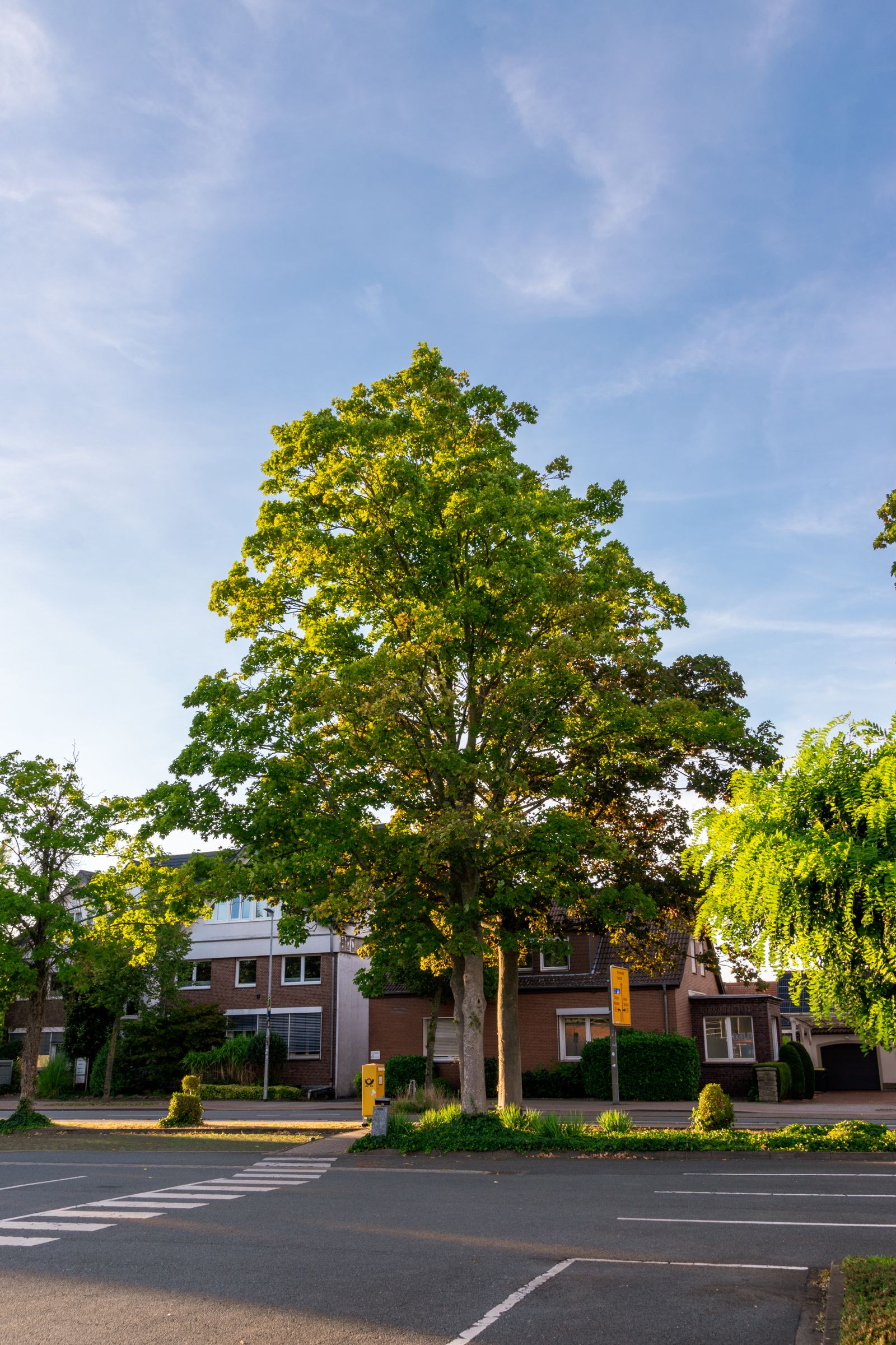 A quiet Ontario suburban street on a bright summer afternoon with mature green maples, lush lawns, and two brick family homes.